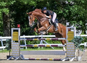 Belgisch Sportpaard, Ruin, 11 Jaar, 175 cm, Vos