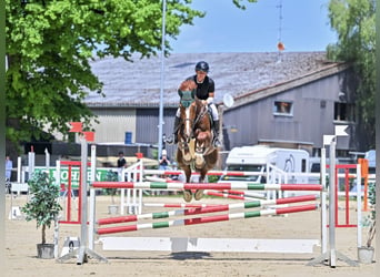 Belgisch Sportpaard, Ruin, 11 Jaar, 175 cm, Vos