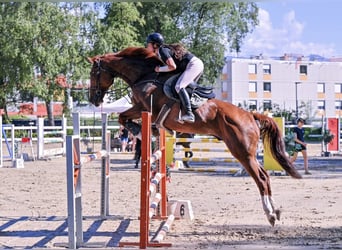 Belgisch Sportpaard, Ruin, 11 Jaar, 175 cm, Vos