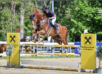 Belgisch Sportpaard, Ruin, 11 Jaar, 175 cm, Vos
