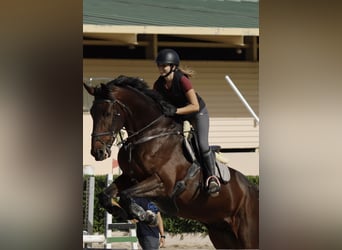 Belgisch Sportpaard, Ruin, 11 Jaar, 190 cm, Donkerbruin