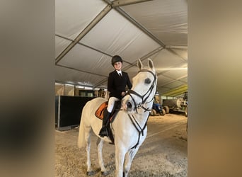 Belgisch Sportpaard, Ruin, 14 Jaar, 164 cm, Schimmel