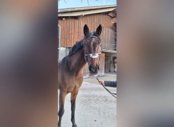 Belgisch Sportpaard, Ruin, 15 Jaar, 175 cm, Bruin