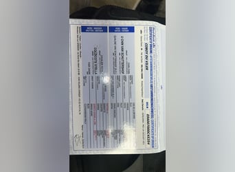 Belgisch Sportpaard, Ruin, 17 Jaar, 168 cm, Donkerbruin