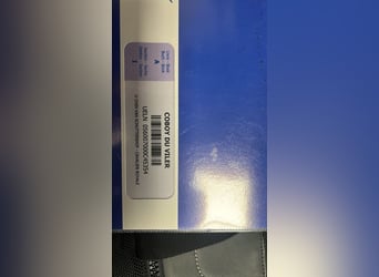 Belgisch Sportpaard, Ruin, 17 Jaar, 168 cm, Donkerbruin