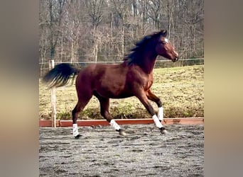 Belgisch Sportpaard, Ruin, 2 Jaar, 160 cm, Donkerbruin
