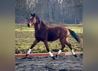 Belgisch Sportpaard, Ruin, 2 Jaar, 160 cm, Donkerbruin