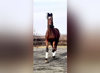 Belgisch Sportpaard, Ruin, 2 Jaar, 160 cm, Donkerbruin