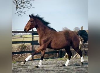 Belgisch Sportpaard, Ruin, 2 Jaar, 160 cm, Donkerbruin