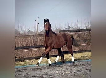 Belgisch Sportpaard, Ruin, 2 Jaar, 160 cm, Donkerbruin