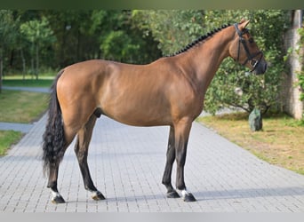 Belgisch Sportpaard, Ruin, 3 Jaar, 160 cm, Bruin