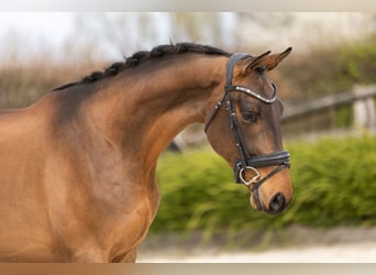 Belgisch Sportpaard, Ruin, 3 Jaar, 165 cm, Bruin