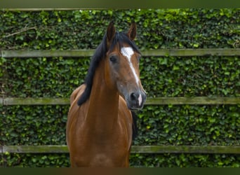 Belgisch Sportpaard, Ruin, 4 Jaar, 162 cm, Bruin