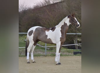 Belgisch Sportpaard, Ruin, 4 Jaar, 165 cm, Gevlekt-paard