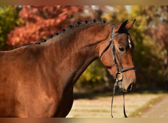 Belgisch Sportpaard, Ruin, 4 Jaar, 170 cm, Bruin