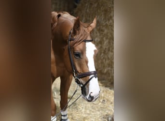 Belgisch Sportpaard, Ruin, 4 Jaar, 175 cm, Vos