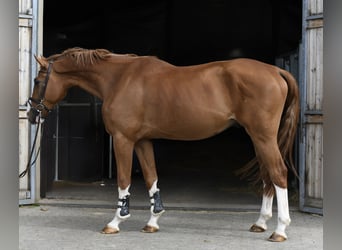 Belgisch Sportpaard, Ruin, 4 Jaar, 175 cm, Vos