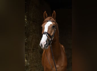 Belgisch Sportpaard, Ruin, 4 Jaar, 175 cm, Vos