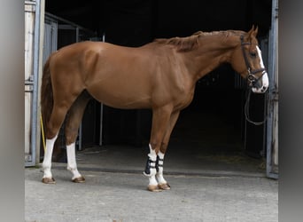 Belgisch Sportpaard, Ruin, 4 Jaar, 175 cm, Vos