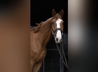 Belgisch Sportpaard, Ruin, 4 Jaar, 175 cm, Vos