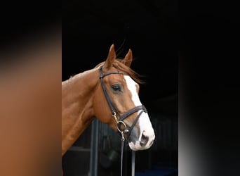 Belgisch Sportpaard, Ruin, 4 Jaar, 175 cm, Vos