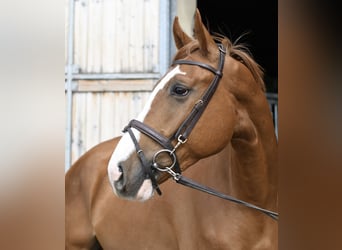 Belgisch Sportpaard, Ruin, 4 Jaar, 175 cm, Vos