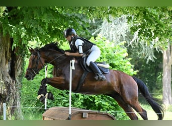 Belgisch Sportpaard, Ruin, 5 Jaar, 165 cm, Bruin