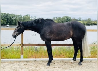 Belgisch Sportpaard, Ruin, 5 Jaar, 165 cm, Schimmel