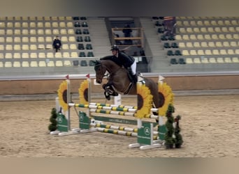 Belgisch Sportpaard, Ruin, 5 Jaar, 170 cm, Bruin