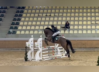 Belgisch Sportpaard, Ruin, 5 Jaar, 170 cm, Bruin
