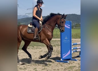 Belgisch Sportpaard, Ruin, 5 Jaar, 170 cm, Bruin