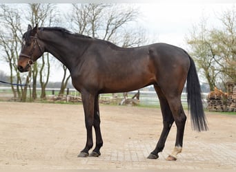 Belgisch Sportpaard, Ruin, 5 Jaar, 170 cm, Donkerbruin