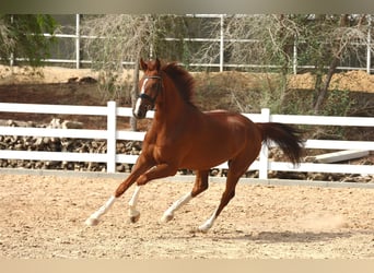 Belgisch Sportpaard, Ruin, 5 Jaar, 170 cm, Donkere-vos