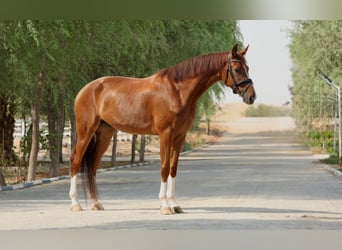 Belgisch Sportpaard, Ruin, 5 Jaar, 170 cm, Donkere-vos