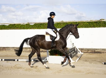 Belgisch Sportpaard, Ruin, 5 Jaar, 172 cm, Zwart