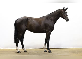 Belgisch Sportpaard, Ruin, 5 Jaar, 172 cm, Zwart