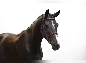 Belgisch Sportpaard, Ruin, 5 Jaar, 172 cm, Zwart