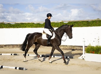 Belgisch Sportpaard, Ruin, 5 Jaar, 172 cm, Zwart
