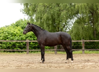 Belgisch Sportpaard, Ruin, 5 Jaar, 176 cm, Zwartbruin