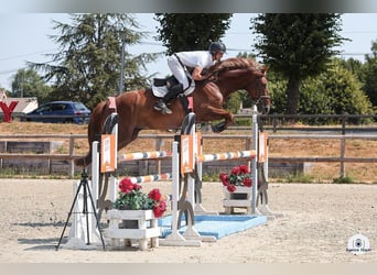 Belgisch Sportpaard, Ruin, 6 Jaar, 167 cm, Vos