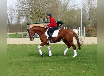 Belgisch Sportpaard, Ruin, 6 Jaar, 167 cm, Vos