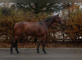 Belgisch Sportpaard, Ruin, 6 Jaar, 168 cm, Bruin