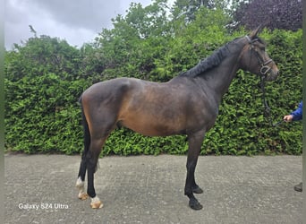 Belgisch Sportpaard, Ruin, 6 Jaar, 172 cm, Donkerbruin