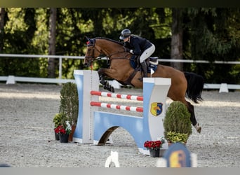 Belgisch Sportpaard, Ruin, 6 Jaar, 172 cm, Roodbruin