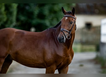 Belgisch Sportpaard, Ruin, 6 Jaar, 172 cm, Roodbruin