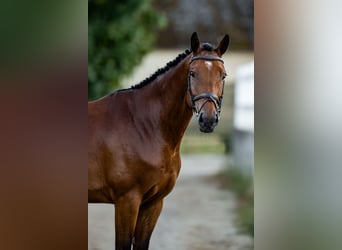 Belgisch Sportpaard, Ruin, 6 Jaar, 172 cm, Roodbruin