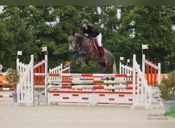 Belgisch Sportpaard, Ruin, 6 Jaar, 172 cm, Schimmel