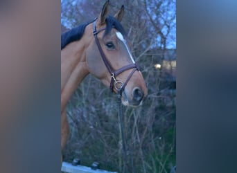 Belgisch Sportpaard, Ruin, 6 Jaar, 173 cm, Lichtbruin