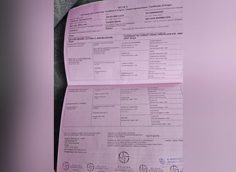 Belgisch Sportpaard, Ruin, 7 Jaar, 163 cm, Bruin