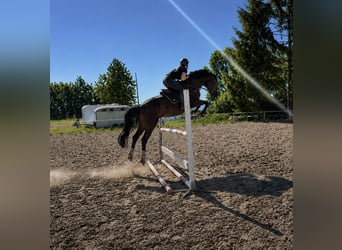 Belgisch Sportpaard, Ruin, 7 Jaar, 164 cm, Donkerbruin